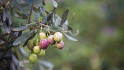 Küçükkuyu’da Zeytin Mirası Taçlanıyor: Zeytin Kurtuluşu Festivali İçin Geri Sayım Başladı