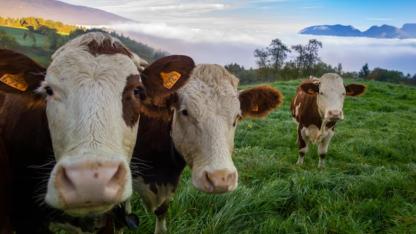 Yenice'de Besiciler İçin Büyük Gün! 500 Bin Başlık İthalat Başvuruları Başladı!