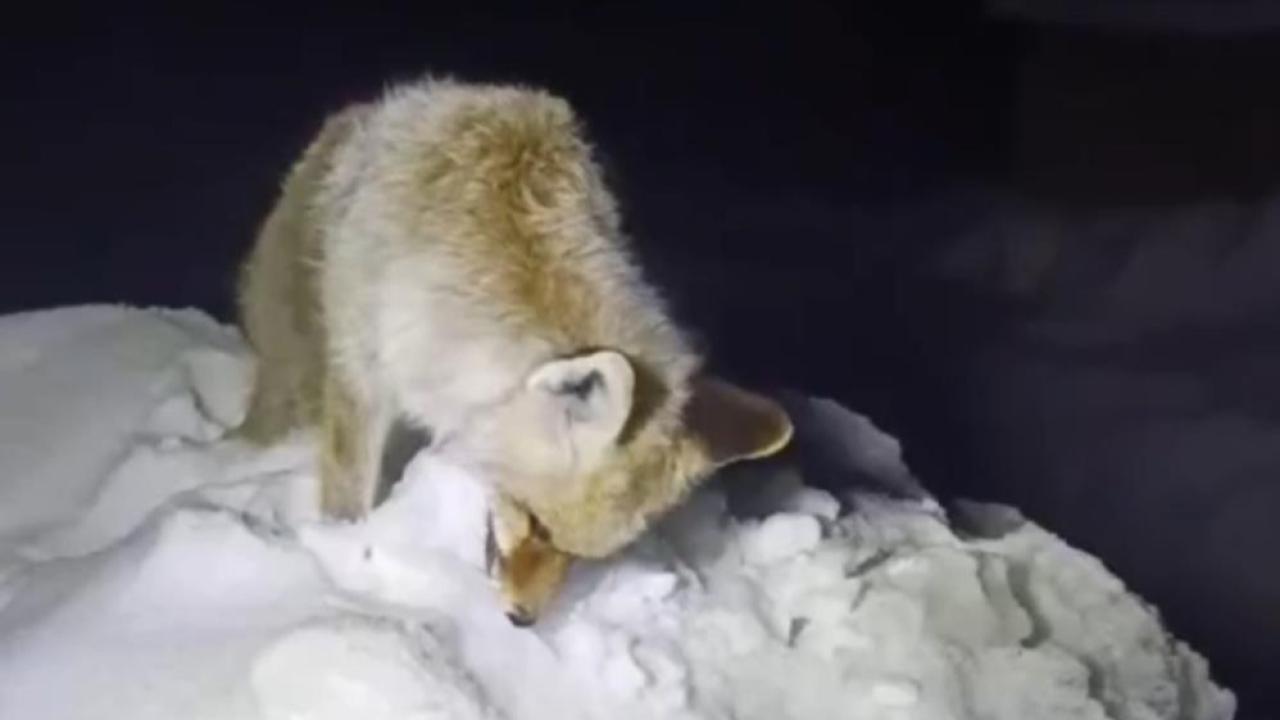 Yüksekova'da soğukta donan tilki böyle görüntülendi!