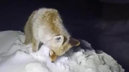 Yüksekova'da soğukta donan tilki böyle görüntülendi!