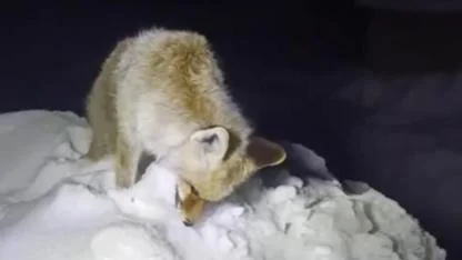 Yüksekova'da soğukta donan tilki böyle görüntülendi!