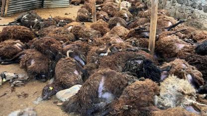 Sabah Kalktılar Tüm Gelecekleri Yok Olmuş! O İlde Görülmemiş Saldırı: Bir Aileyi Çaresiz Bıraktı!