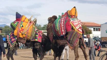 Şap Engeli Çanakkale’yi de Vurdu: Develer arenaya değil, antrenmana çıktı!