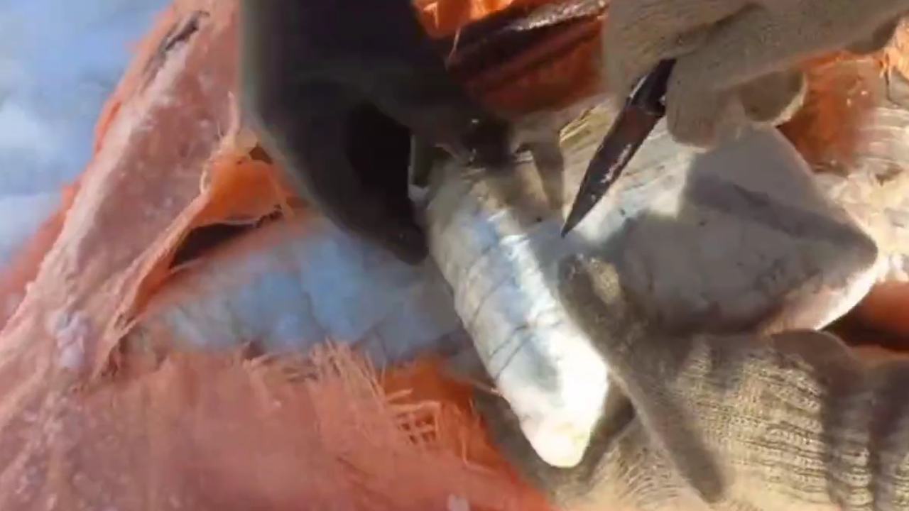 Skunk ve Metamfetamin: Jandarma Kilosunu Açıkladı! 348 Kiloluk Zehir Sevkiyatı Durduruldu