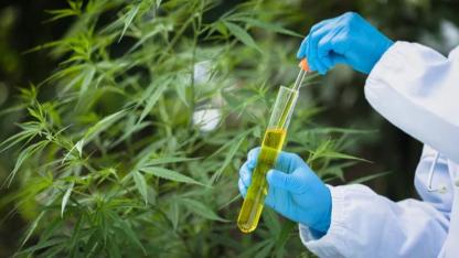 Türkiye'de kenevirli ürünler dönemi resmen başladı! Hangi ürünlere izin verildi?