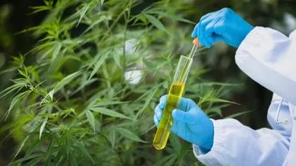 Türkiye'de kenevirli ürünler dönemi resmen başladı! Hangi ürünlere izin verildi?