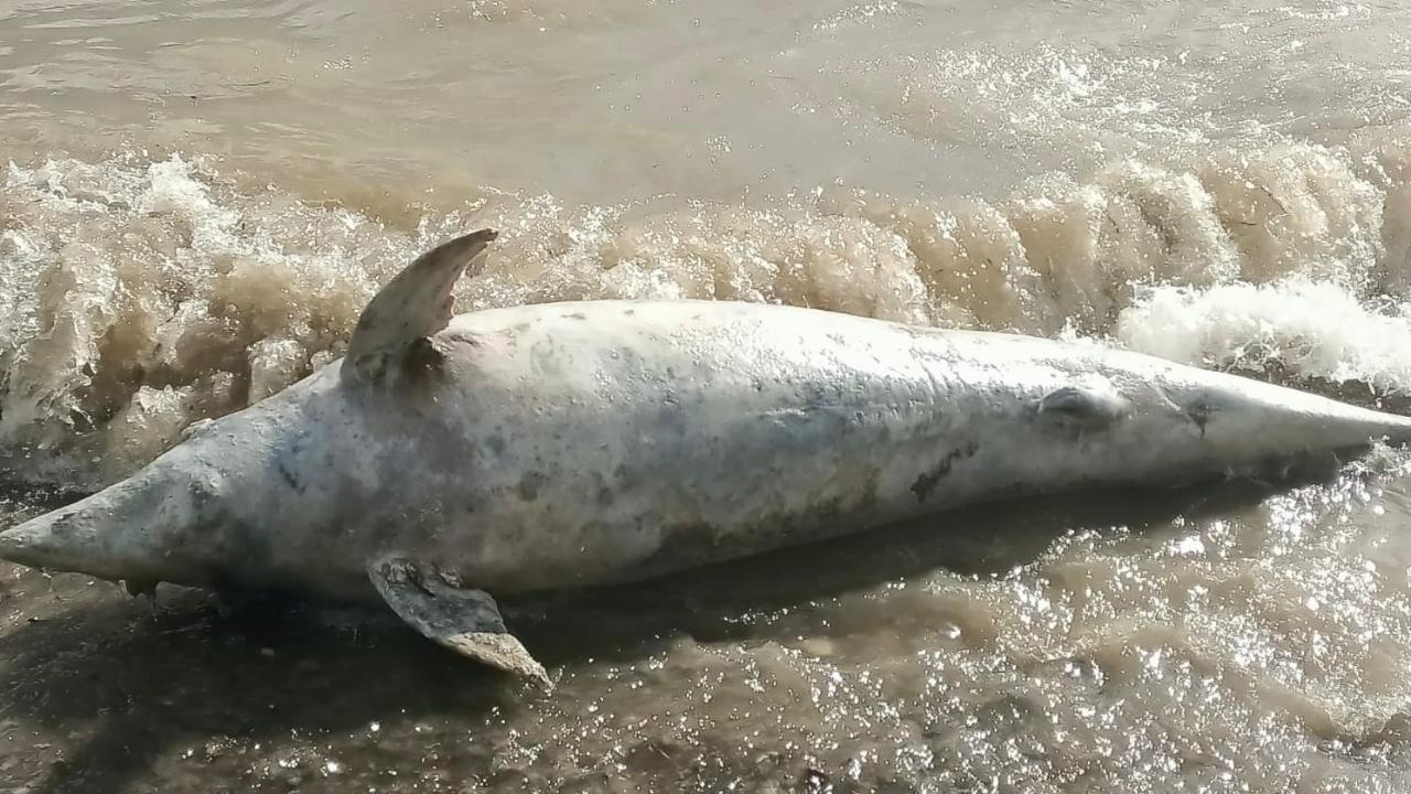 Ayvacık Sahil Şeridinde Cansız Yunus Balığı Bulundu