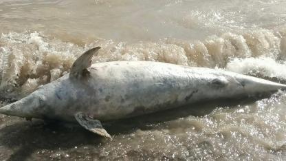 Ayvacık Sahil Şeridinde Cansız Yunus Balığı Bulundu