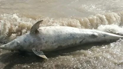 Ayvacık Sahil Şeridinde Cansız Yunus Balığı Bulundu