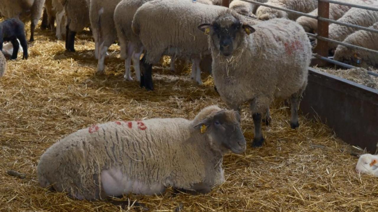 Balıkesir Kuzusuna Rakip Geliyor: Bandırma Koyunu Kırmızı Et İhtiyacına Çare Olacak