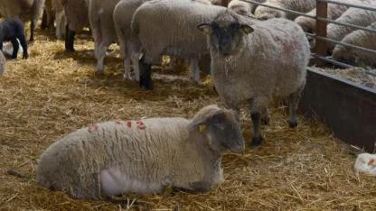 Balıkesir Kuzusuna Rakip Geliyor: Bandırma Koyunu Kırmızı Et İhtiyacına Çare Olacak