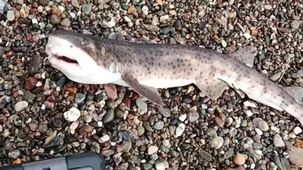 Çanakkale'de Oltaya Öyle Bir Şey Takıldı Ki Gördüğü Şeye İnanamadı