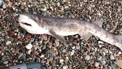 Çanakkale'de Oltaya Öyle Bir Şey Takıldı Ki Gördüğü Şeye İnanamadı