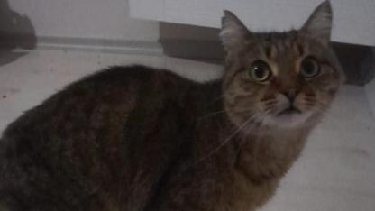 Çanakkale'de pyometra teşhisi konulan sokak kedisi sağlığına kavuştu