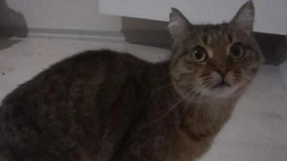 Çanakkale'de pyometra teşhisi Konulan sokak kedisi sağlığına kavuştu