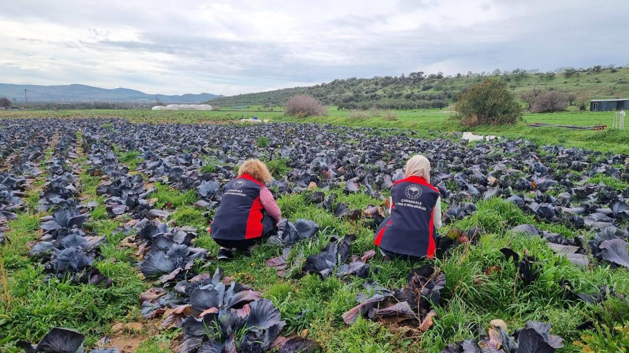 Çanakkale'de 'Tarladan Sofraya Sağlık' Operasyonu: Kışlık Sebzeler Mercek Altında!