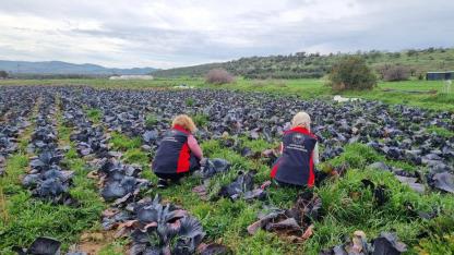Çanakkale'de 'Tarladan Sofraya Sağlık' Operasyonu: Kışlık Sebzeler Mercek Altında!