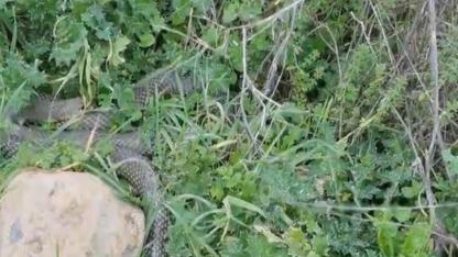 Çan’da Dev Yılan Paniği! Yol Kenarında Görüntülenen 2 Metrelik Dev Görenleri Şoke Etti