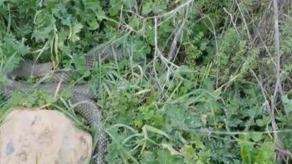 Çan’da Dev Yılan Paniği! Yol Kenarında Görüntülenen 2 Metrelik Dev Görenleri Şoke Etti