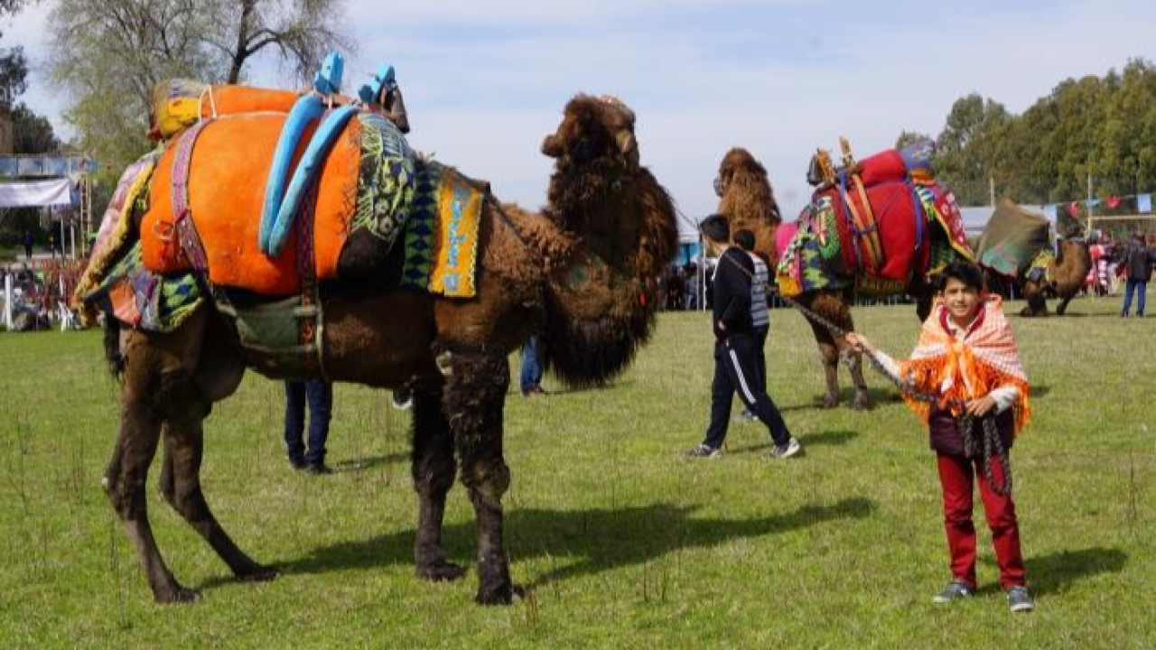 Devecilik Kültürüne Ne Oldu? Üniversiteden Beklenmedik Karar