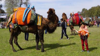 Devecilik Kültürüne Ne Oldu? Üniversiteden Beklenmedik Karar