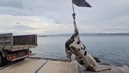 Gelibolu Sahilinde Şoke Eden Görüntü! Vatandaşlar Denize Bakınca Gözlerine İnanamadı