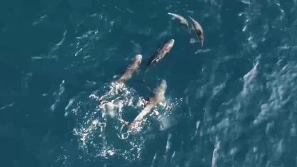 Gökçeada Açıklarında Nadir Anlar: Yunuslar ve Grampuslar Bir Arada Görüntülendi!