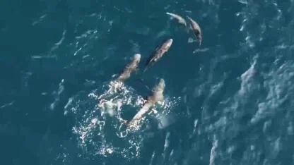 Gökçeada Açıklarında Nadir Anlar: Yunuslar ve Grampuslar Bir Arada Görüntülendi!