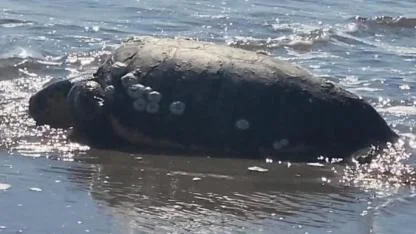 Gökçeada’da Mucize Kurtuluş: Kıyıya Vuran Dev Caretta Caretta Vatandaşlar Sayesinde Hayata Döndü!