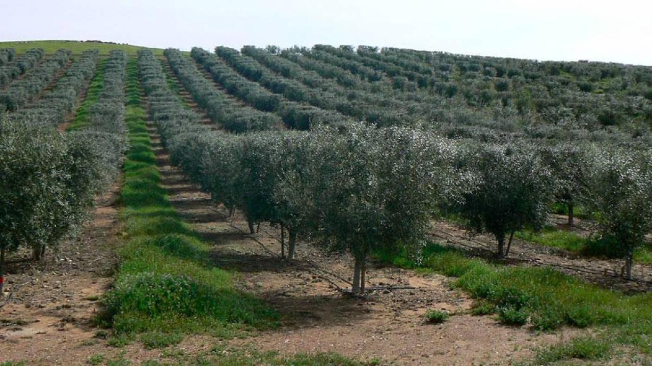 Kuşadası'nın Köylerinde Dev Tarla ve Zeytinlik Satışı: İşte Mahalle Mahalle Liste!