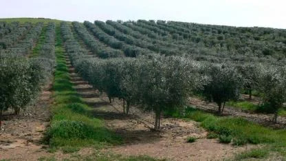 Kuşadası'nın Köylerinde Dev Tarla ve Zeytinlik Satışı: İşte Mahalle Mahalle Liste!