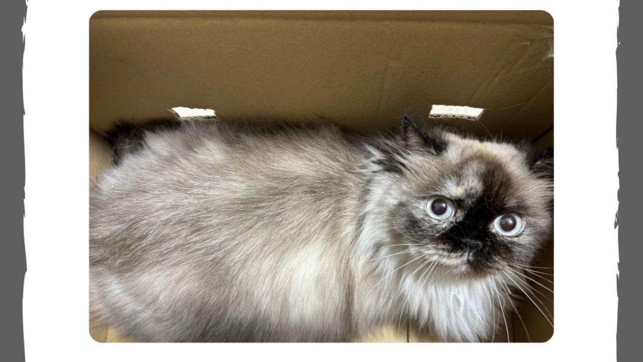 Lapseki’de Kayıp Kedi Alarmı