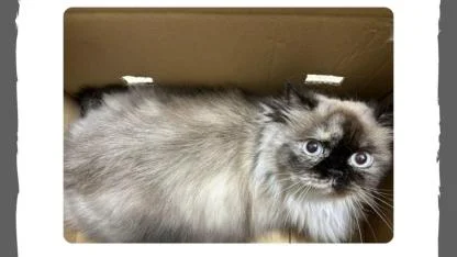 Lapseki’de Kayıp Kedi Alarmı