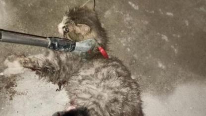Otomobil motoruna sıkışan kedi için itfaiye seferber oldu