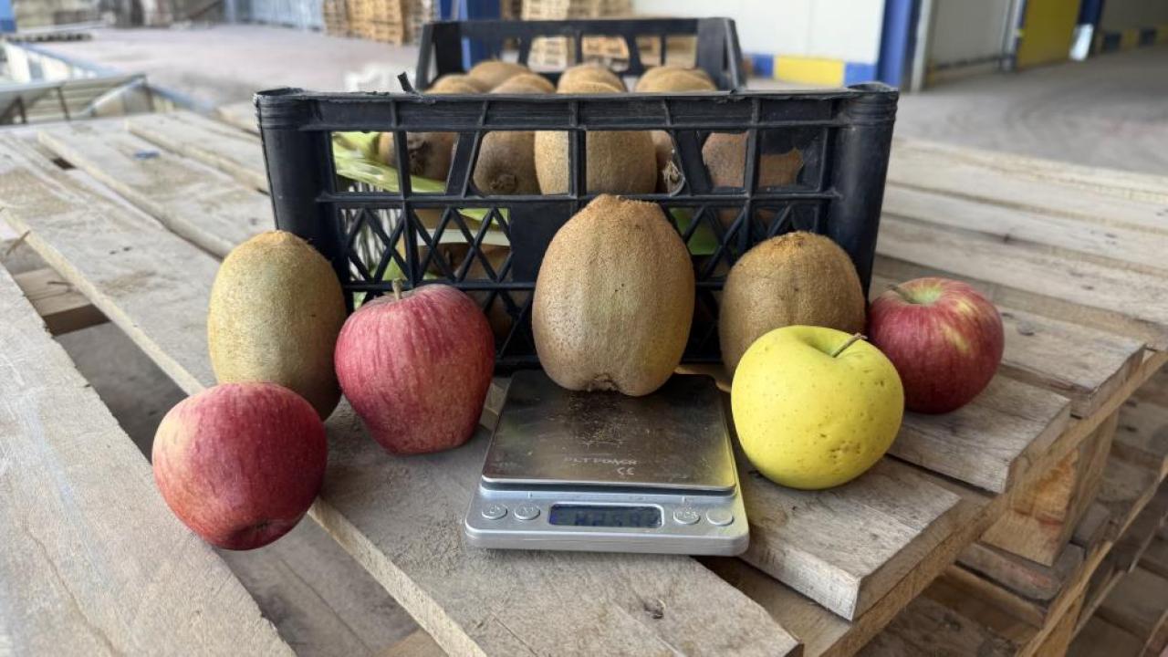 Tarım Tarihine Geçen Rekor: Sadece 4 Tanesi 1 Kilo Geliyor!