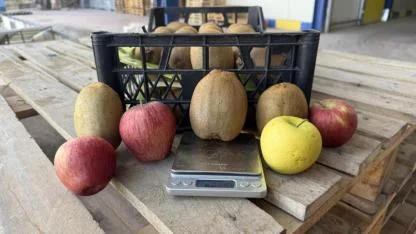 Tarım Tarihine Geçen Rekor: Sadece 4 Tanesi 1 Kilo Geliyor!