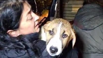 Antalya'da sel sularının bastığı barınakta mahsur kalan 27 köpek botlarla kurtarıldı