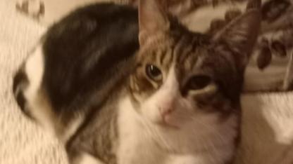 Çanakkale’nin "Barış Kedi"sinden Mutlu Haber: Dünya Kediler Günü Kutlu Olsun!