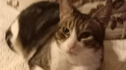 Çanakkale’nin "Barış Kedi"sinden Mutlu Haber: Dünya Kediler Günü Kutlu Olsun!