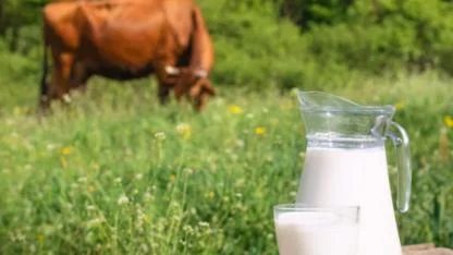 Üreticilerin Dikkatine! Çiğ Süt Destekleme Listeleri Askıya Çıktı