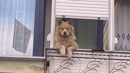 Mahallenin "Nöbetçi" Dostu: Balkondan Sokağı İzleyen Köpek Fenomen Oldu