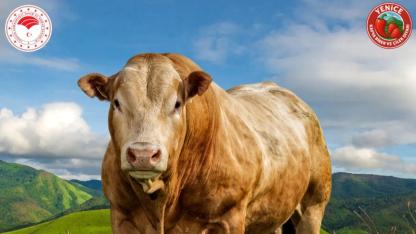 Besicilere Müjde: 2025 Yılı Karkas Desteği icmalleri askıya çıktı!