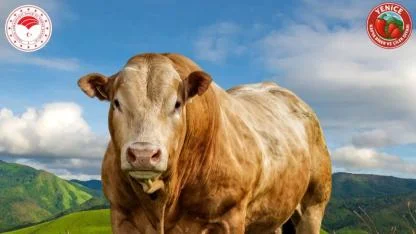 Besicilere Müjde: 2025 Yılı Karkas Desteği icmalleri askıya çıktı!