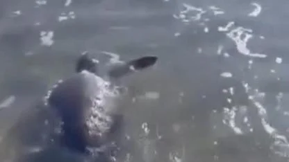 Gökçeada'da kıyıya vuran caretta caretta vatandaşların yardımıyla denizle kavuştu