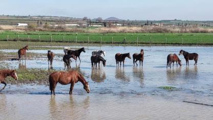 Milyonluk yarış atları suların içinde kaldı!
