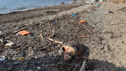 Ölü caretta caretta sahile vurdu