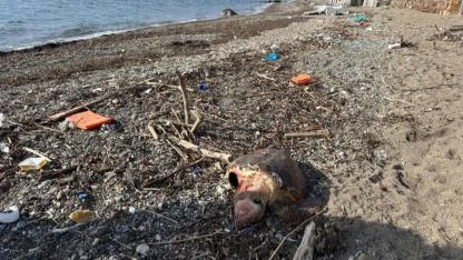 Ölü caretta caretta sahile vurdu