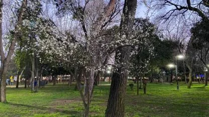 Çanakkale'de ağaçlar çiçek açtı