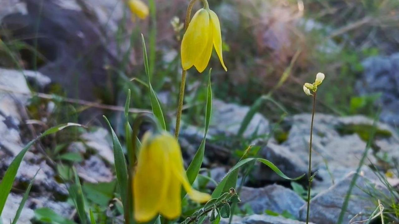 Ağlayan Gelinler çiçek açtı