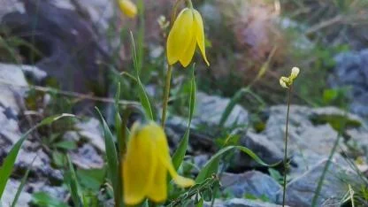 Ağlayan Gelinler çiçek açtı